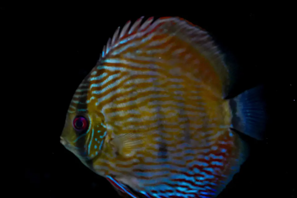 Iripixi Semi Royal 10