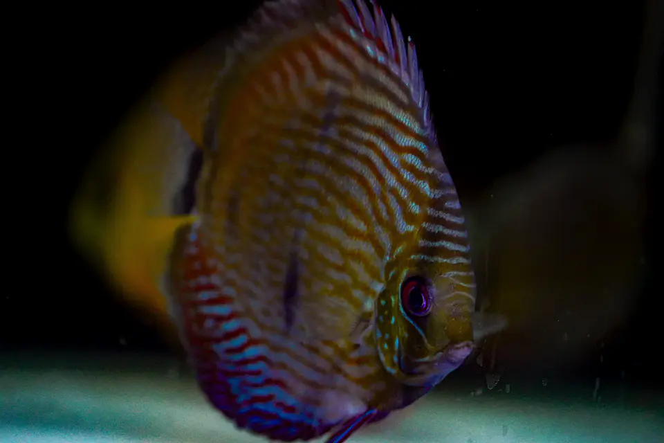 Iripixi Semi Royal 4