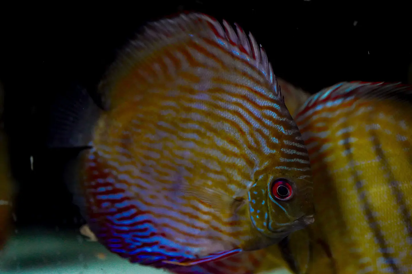 Iripixi Semi Royal 13