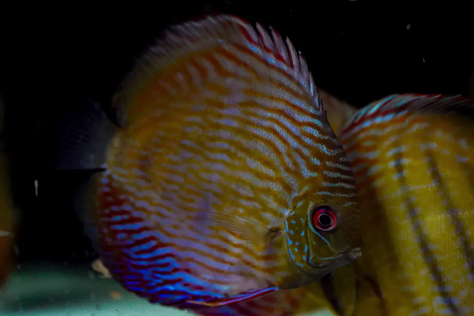Iripixi Semi Royal 13