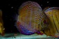 Iripixi Semi Royal - miniatura 9