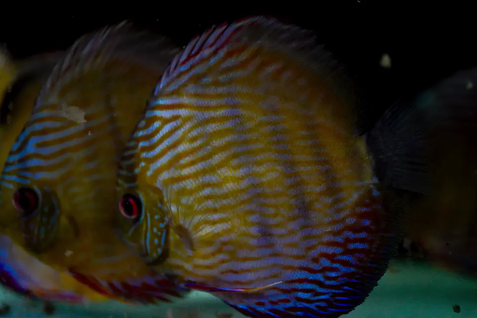Iripixi Semi Royal 14