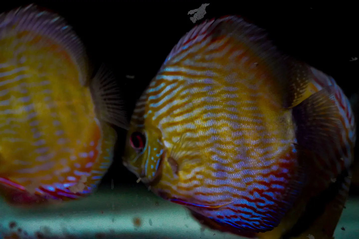 Iripixi Semi Royal 12