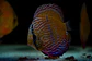 Golden Royal - Miniatura 2