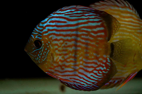 Iripixi Royal