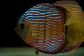 Iripixi Royal - Thumbnail 1