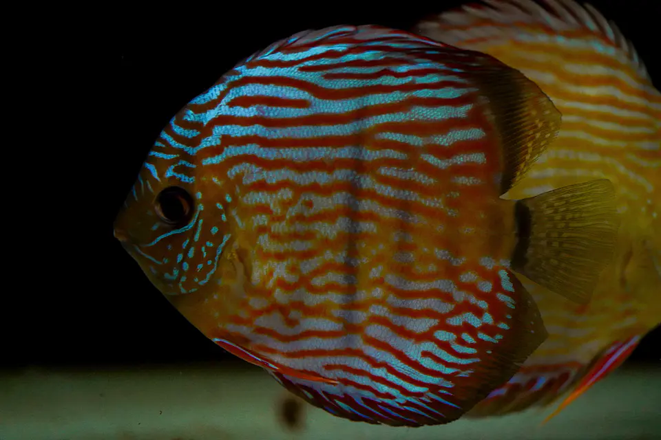 Iripixi Royal 1