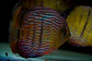 Iripixi Royal - Thumbnail 2