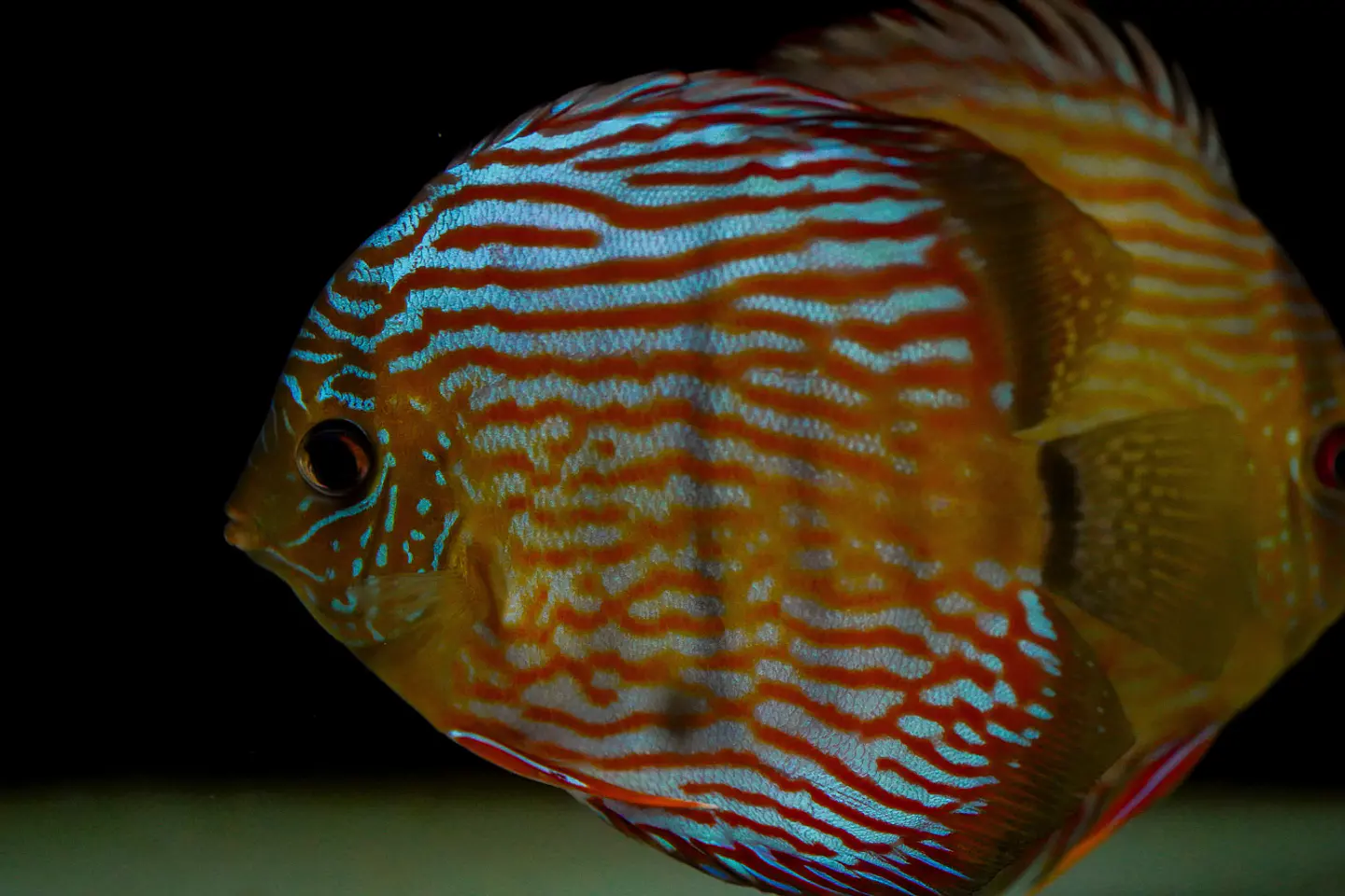 Iripixi Royal 3