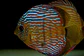 Iripixi Royal - Thumbnail 3