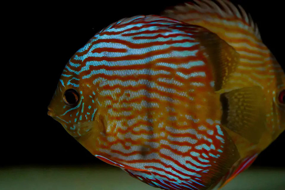 Iripixi Royal 3