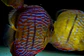 Iripixi Royal - Thumbnail 4