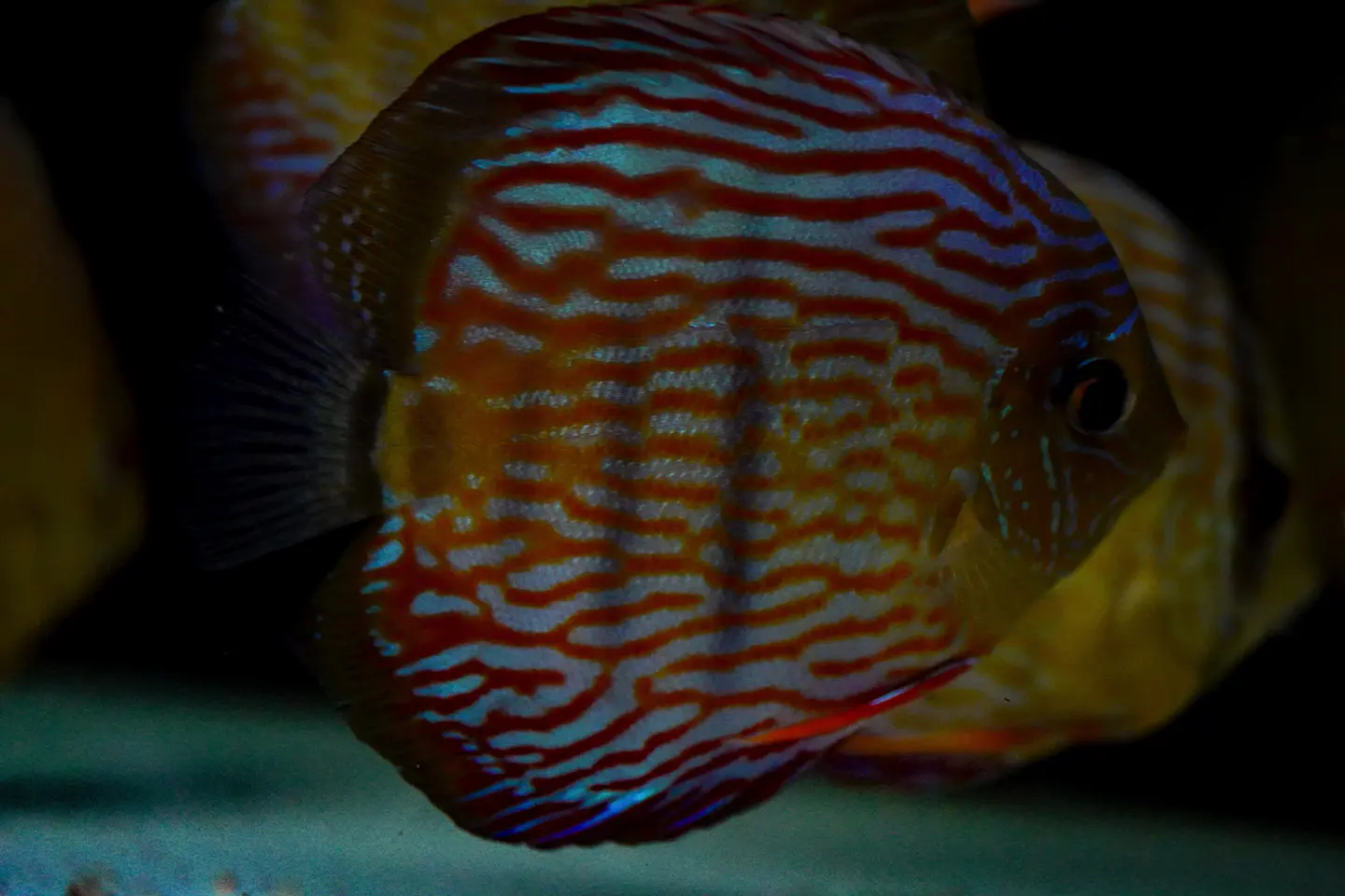 Iripixi Royal 6