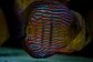 Iripixi Royal - Thumbnail 6