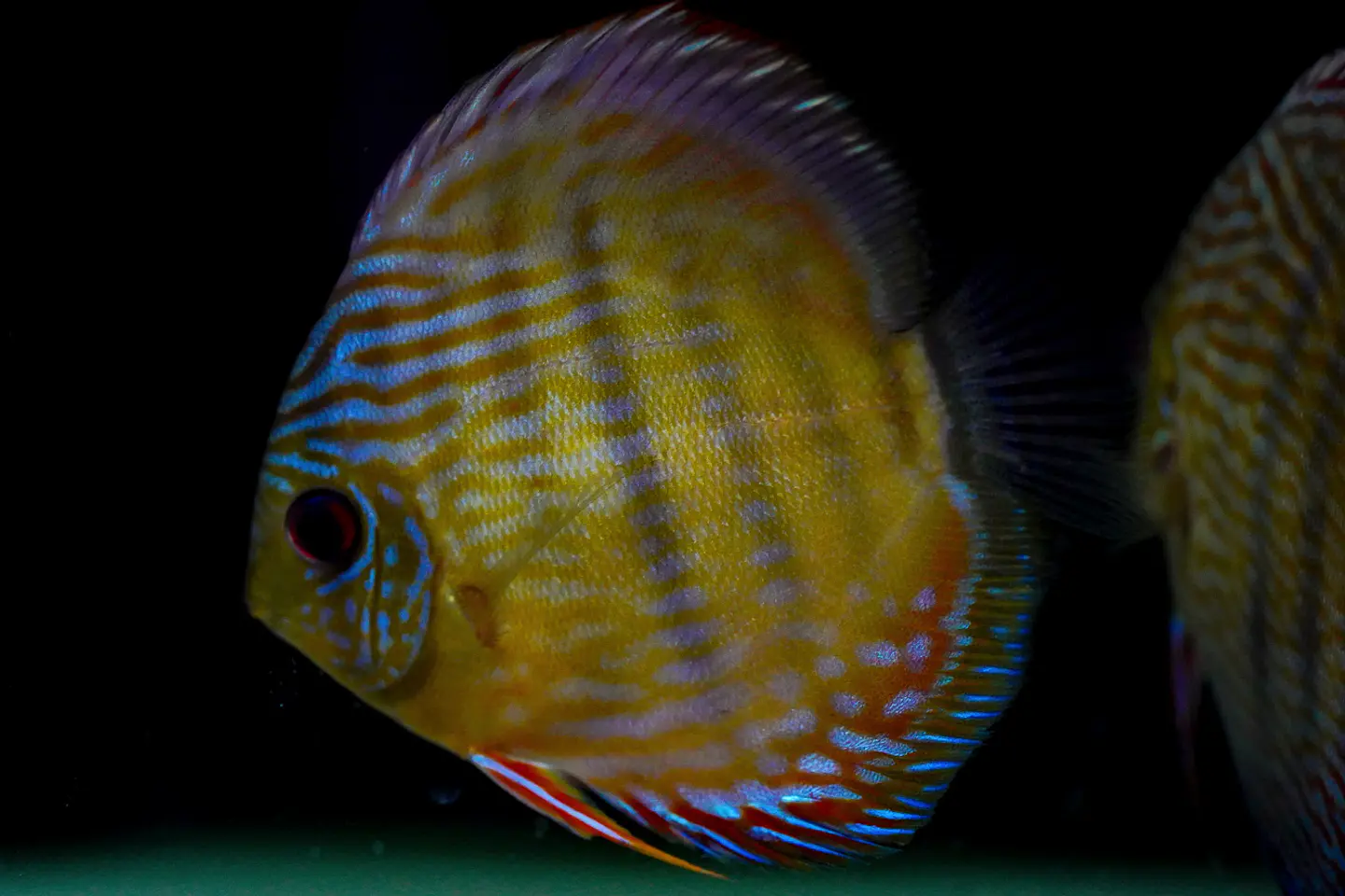 Golden Royal 1