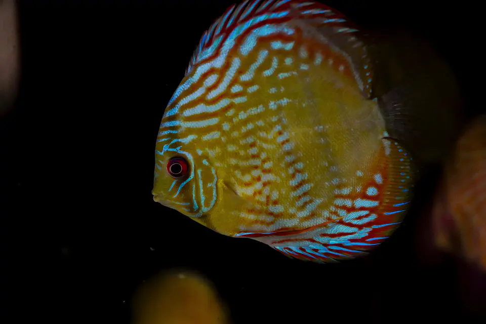 Golden Royal 2