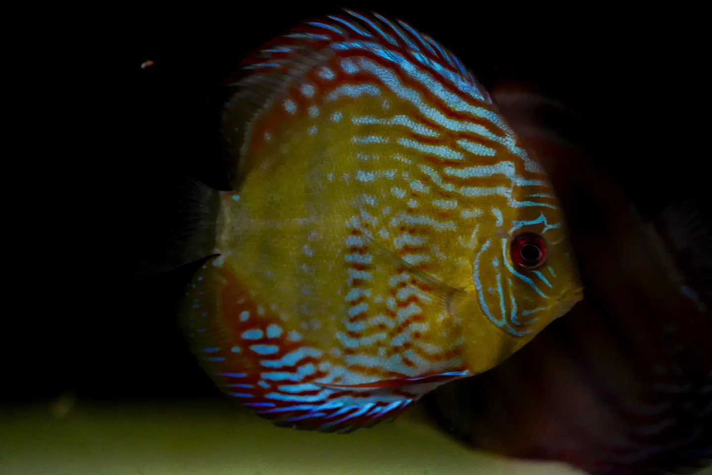 Golden Royal 8