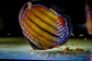 Golden Ica Bar - Thumbnail 6