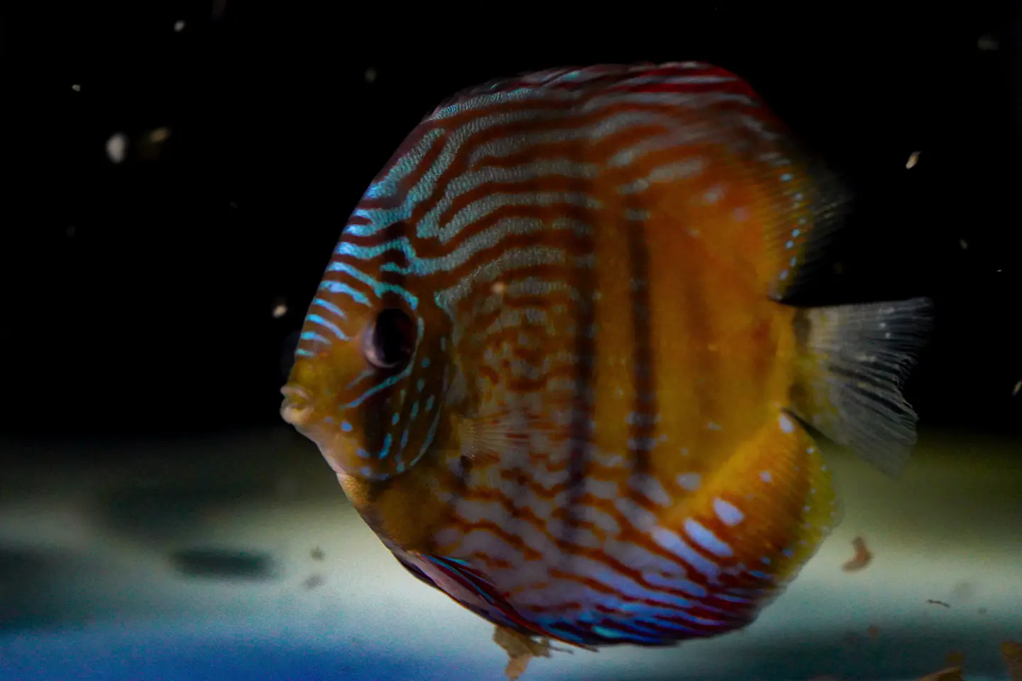 Golden Royal 2