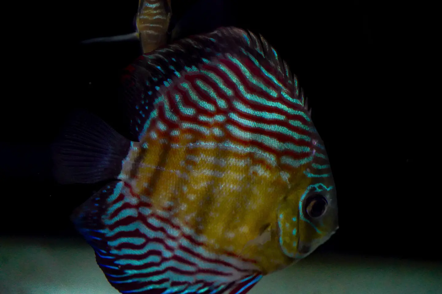 Iripixi Royal 2