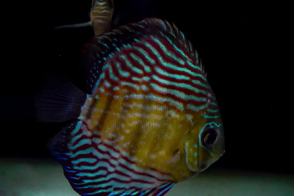 Iripixi Royal 2