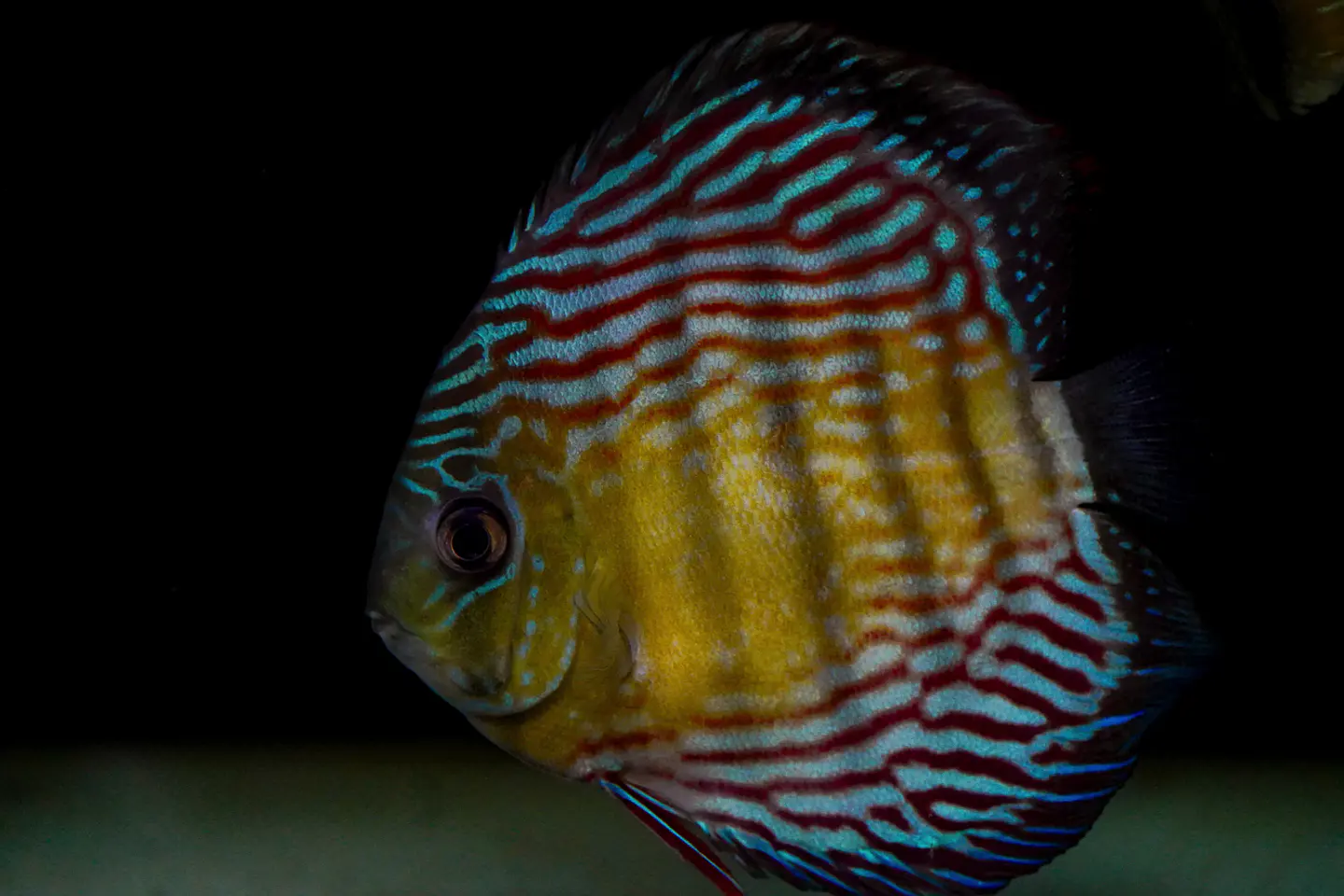 Iripixi Royal 3