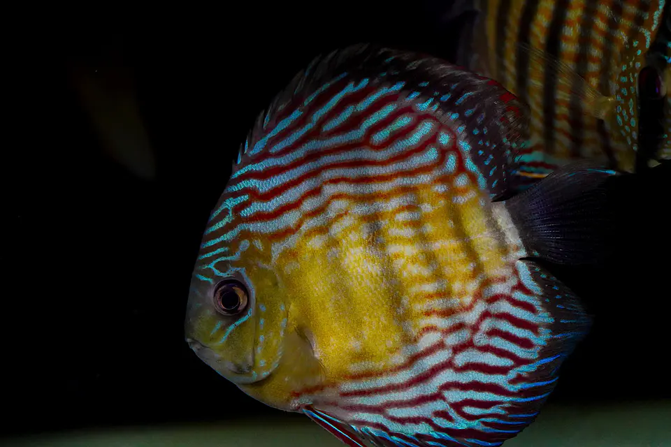 Iripixi Royal 1