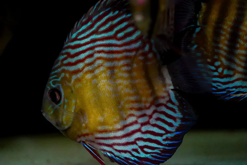 Iripixi Royal 4