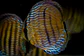 Golden Royal Ica - Thumbnail 3