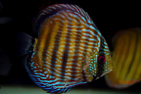 Golden Royal