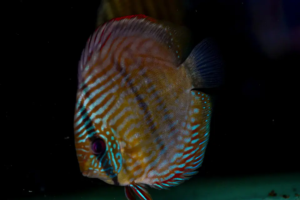 Golden Royal 6