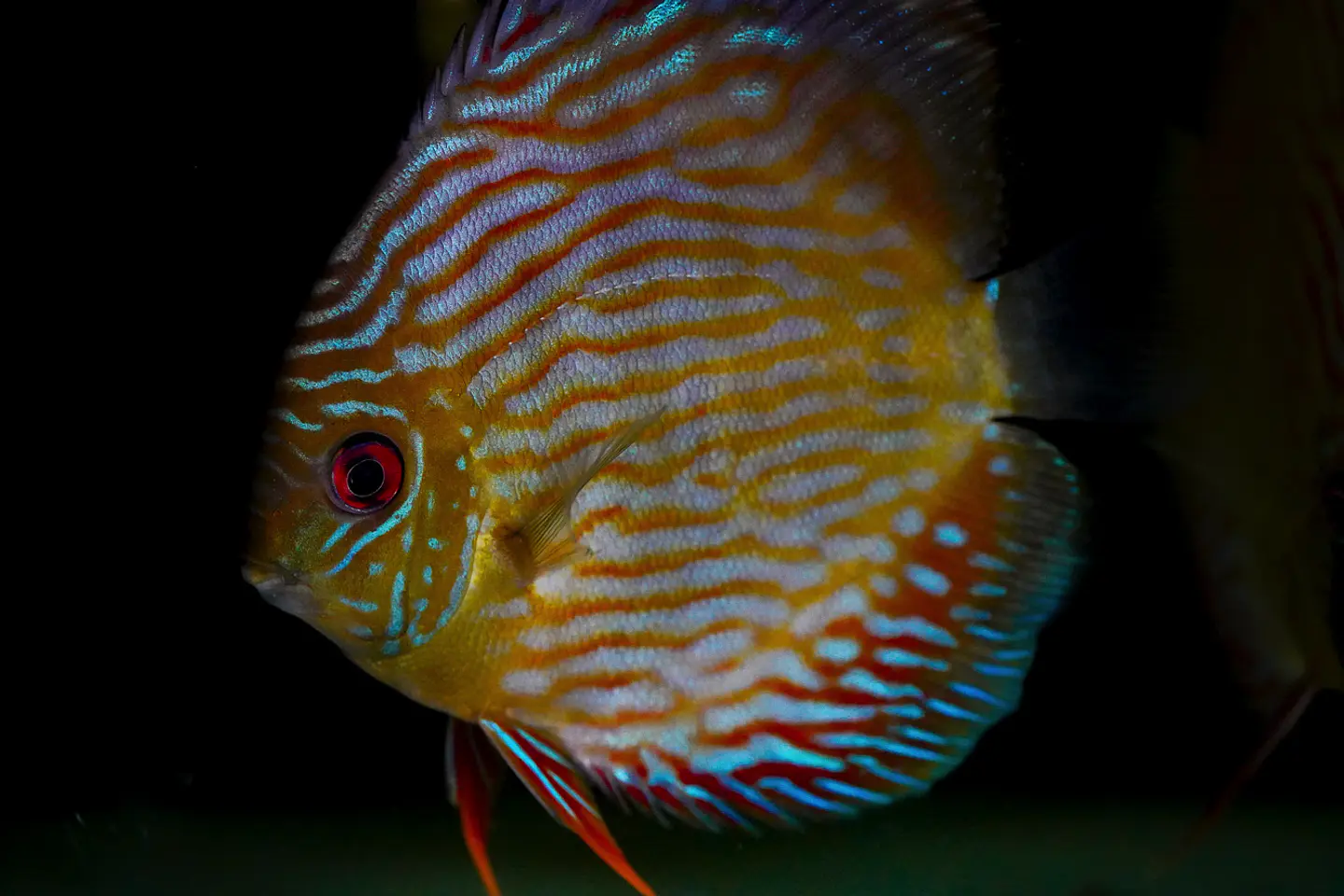 Golden Royal 5