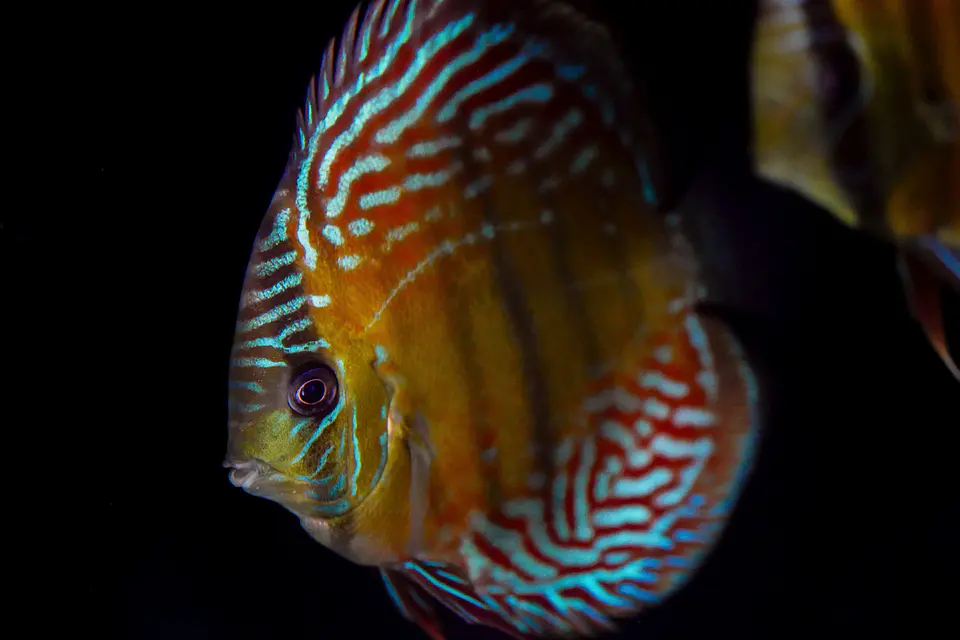 Iripixi Semi Royal 1