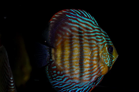 Golden Royal