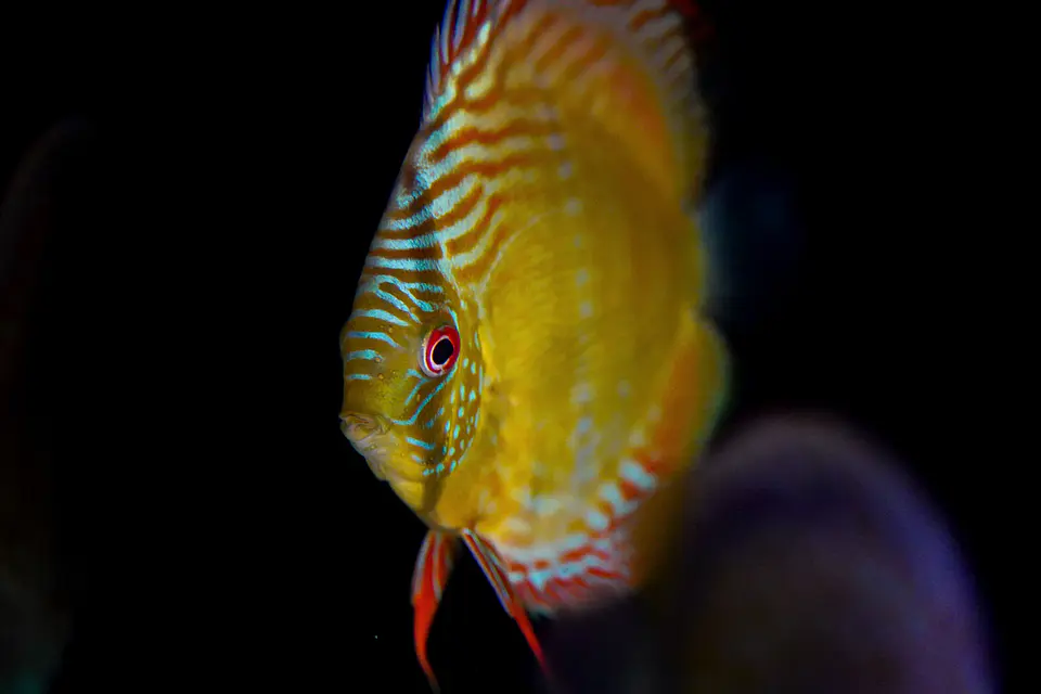 Iripixi Semi Royal 2
