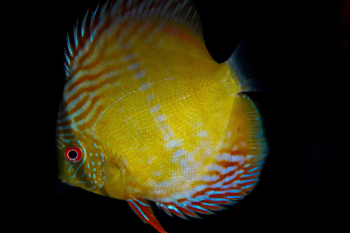 Iripixi Semi Royal 1