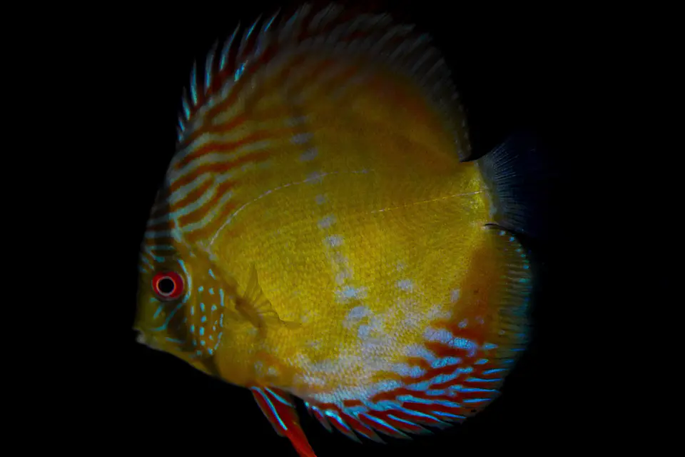 Iripixi Semi Royal 3