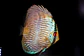 Heckel Blue Nhamundá - Thumbnail 2