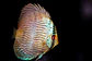Heckel Blue Nhamundá - Thumbnail 4