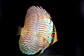 Heckel Blue Nhamundá - Thumbnail 8