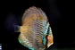 Heckel Blue Nhamundá - Thumbnail 12