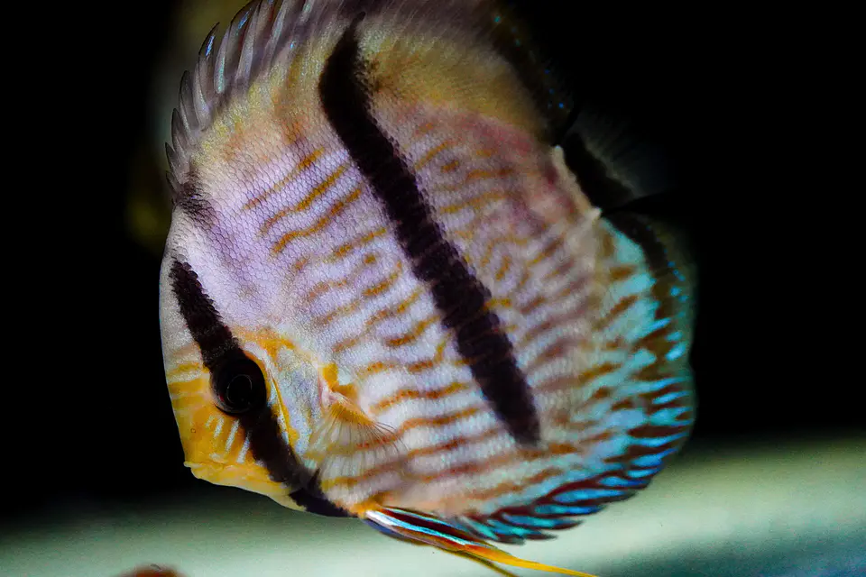 Heckel Blue Face Nhamundá 1