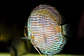 Heckel Blue Nhamundá - thumbnail 2