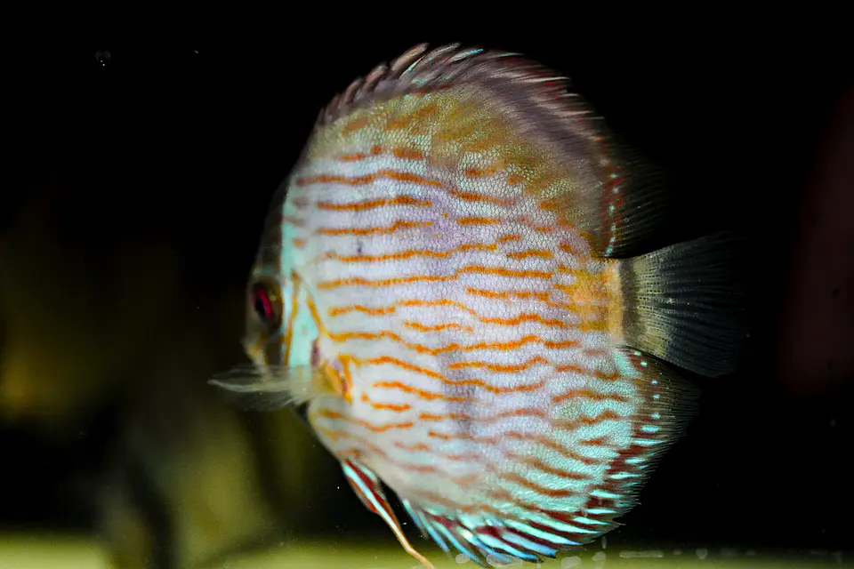 Heckel Blue Nhamundá 2