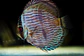 Heckel Blue Nhamundá - thumbnail 3