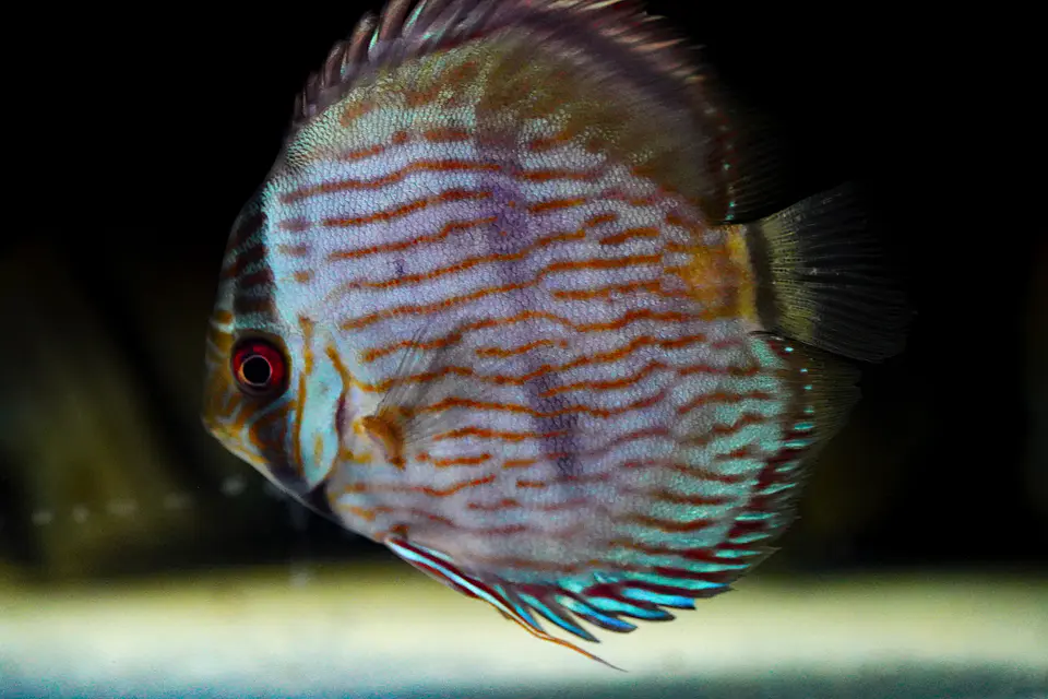 Heckel Blue Nhamundá 3