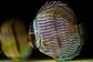 Heckel Blue Nhamundá - thumbnail 4