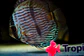 Heckel Blue Nhamundá - thumbnail 5