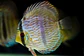 Heckel Blue Nhamundá - Thumbnail 1