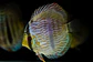 Heckel Blue Nhamundá - Thumbnail 3